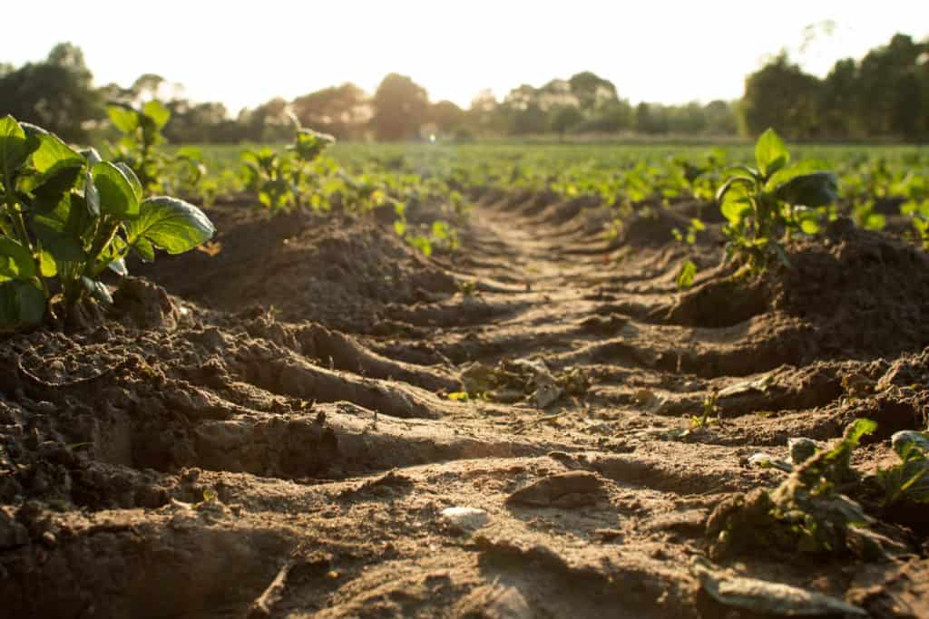 National Food Strategy Part Two